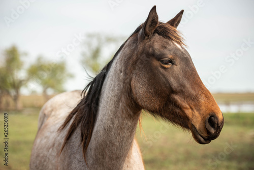 caballo animal café chacras administrar retrato © matias