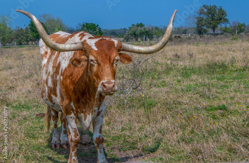 Brown and white Texas longhorn steer at the ranch