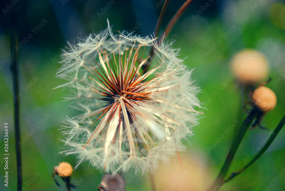 dandelion on green background of blue sky dandelion on green background of blue sky
