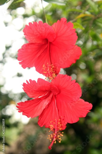 Red hibiscus flower in garden, copy space. © #CHANNELM2