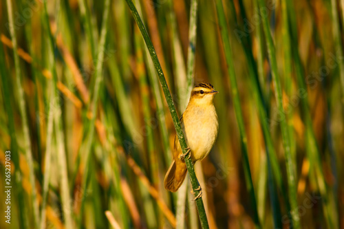 Cute litte bird. Green nature habitat background. Bird: Moustached Warbler. Acrocephalus melanopogon. photo