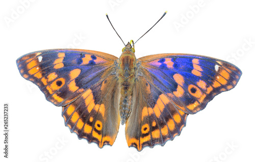 Butterfly (Apatura substituta) 4