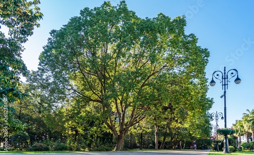 Wallpaper Mural Huge tree alone in center of Sochi on sunny day. Russia. Torontodigital.ca