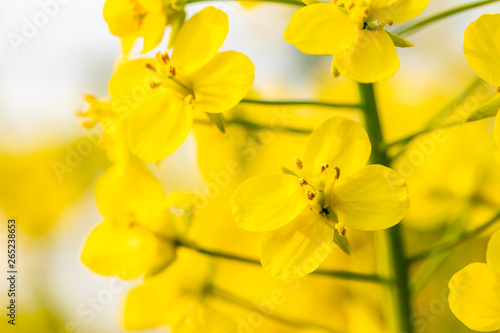 Close up of rape flower in the filed © ABCDstock