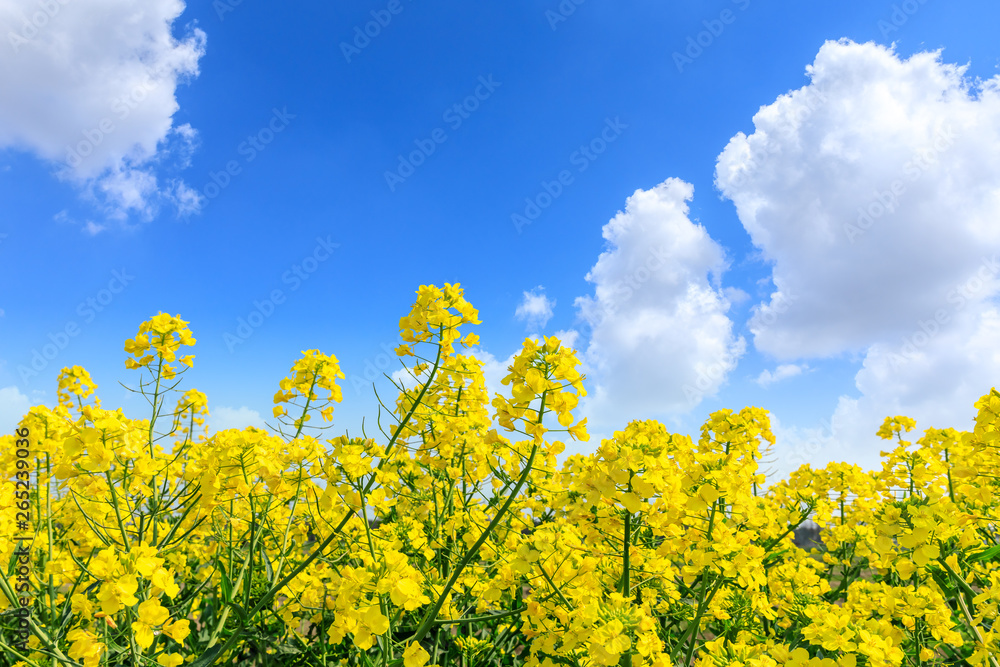 beautiful yellow rape flowers on a background of blue sky beautiful yellow rape flowers on a background of blue sky