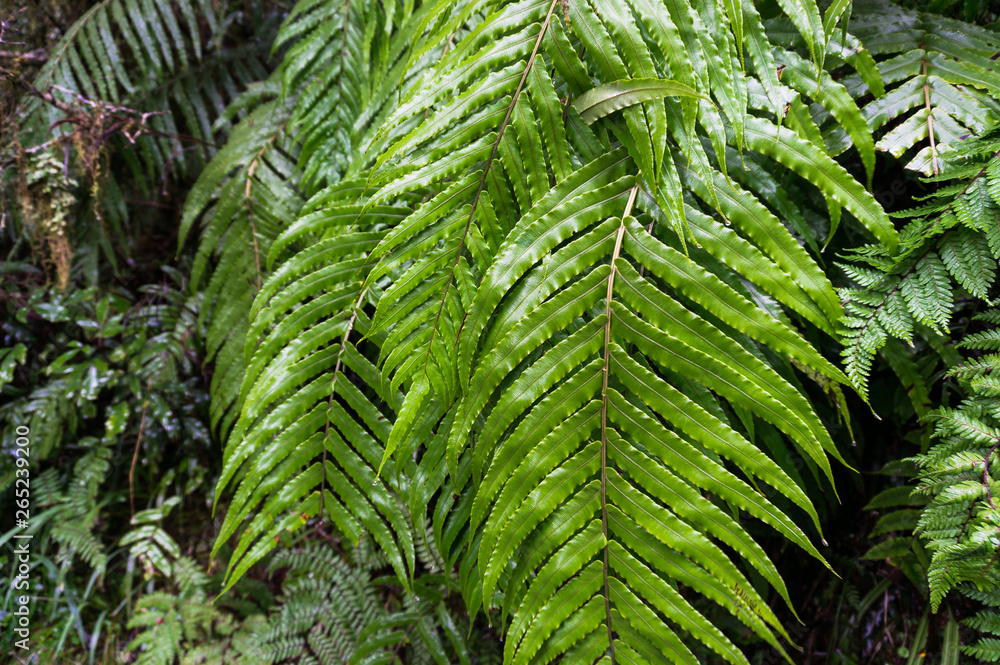CLose up of green fern fronds, leaves nature background CLose up of green fern fronds, leaves nature background