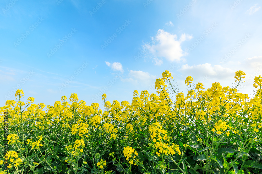 beautiful yellow rape flowers on a background of blue sky beautiful yellow rape flowers on a background of blue sky