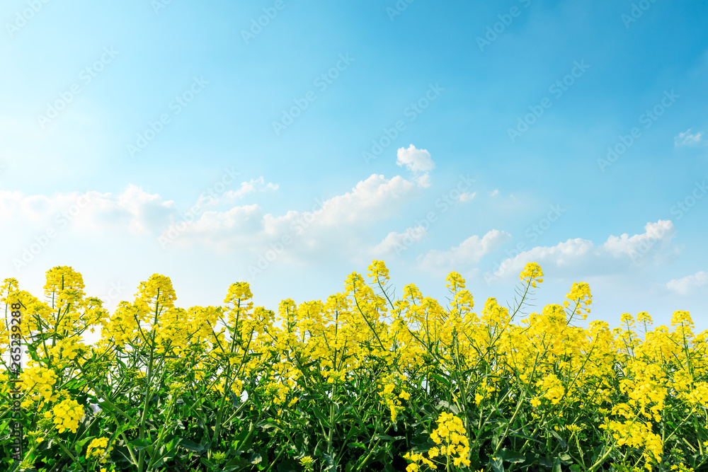 beautiful yellow rape flowers on a background of blue sky