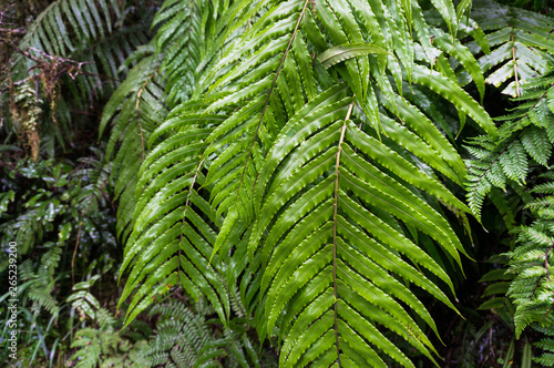 CLose up of green fern fronds  leaves nature background