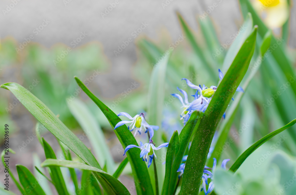blue spring flowers in the garden blue spring flowers in the garden