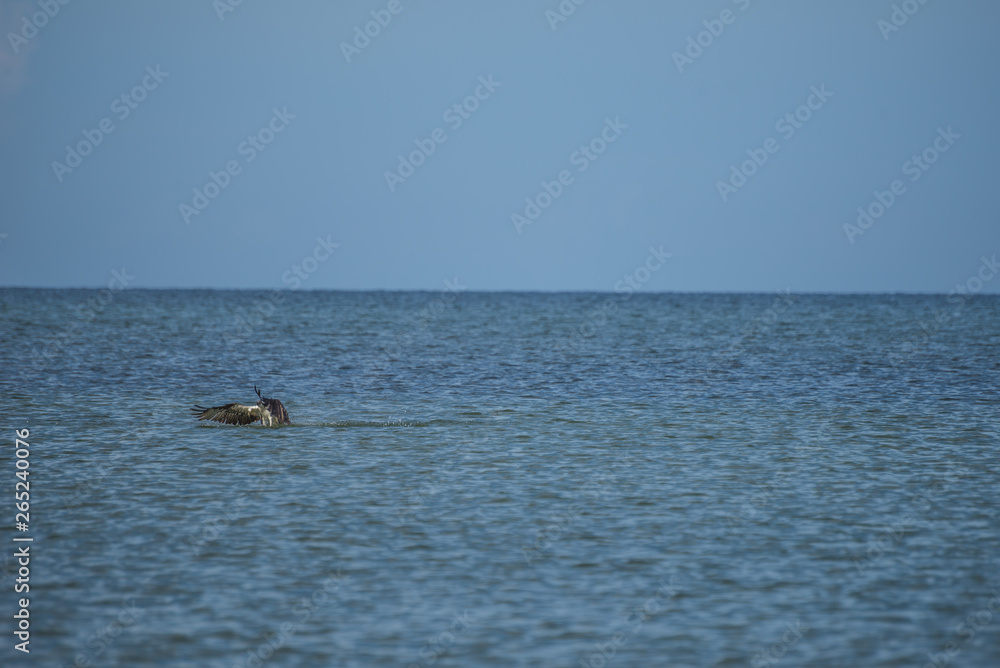 Sea Osprey Sea Osprey