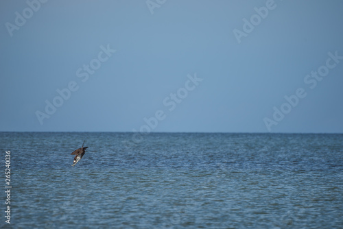 Sea Osprey diving