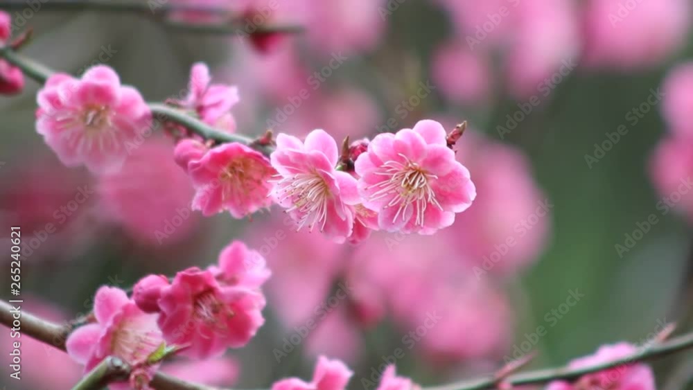 風に揺れる梅の花 風に揺れる梅の花