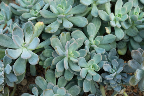 Close up of Pachyphytum on stone ground in garden photo