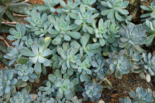 Close up of Pachyphytum on stone ground in garden photo