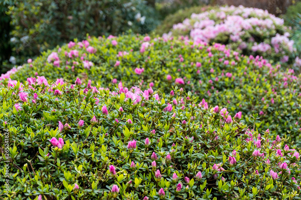Close up of pink flower buds on a hedge shrub in the garden Close up of pink flower buds on a hedge shrub in the garden