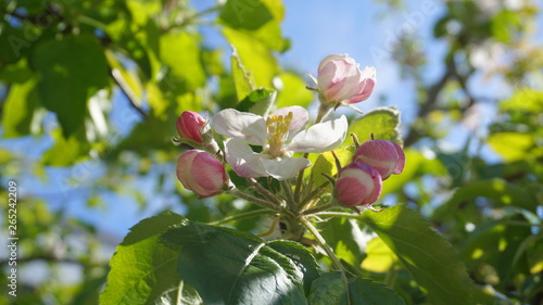 Beautiful and delicate apple flowers in the morning sun close up. Apple blossom. Spring background.