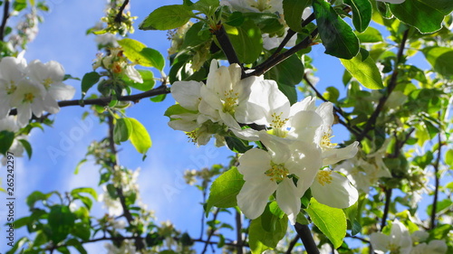 Beautiful and delicate apple flowers in the morning sun close up.  Apple blossom. Spring background.