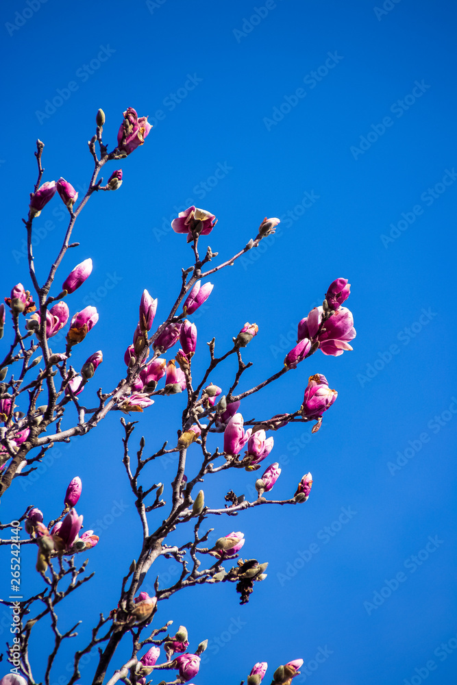 Magnolia tree budding and blooming in spring