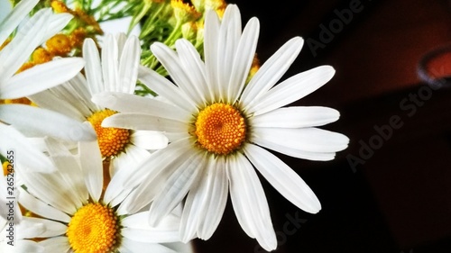 Chamomiles and tansy posy. White and yellow on dark background.