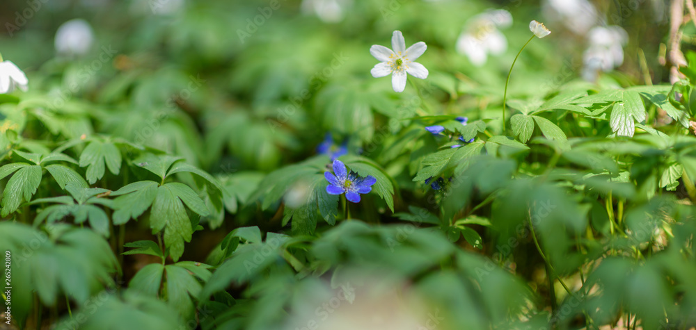 Wildflowers in the forest close-up. Wildflowers in the forest close-up.