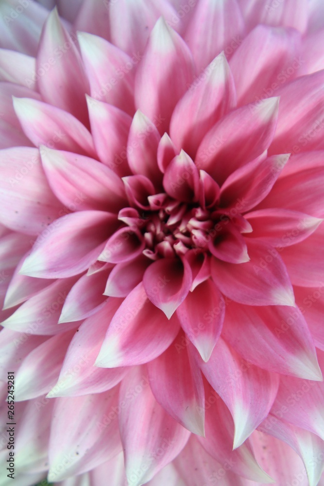 Fototapeta premium Dahila flower petals