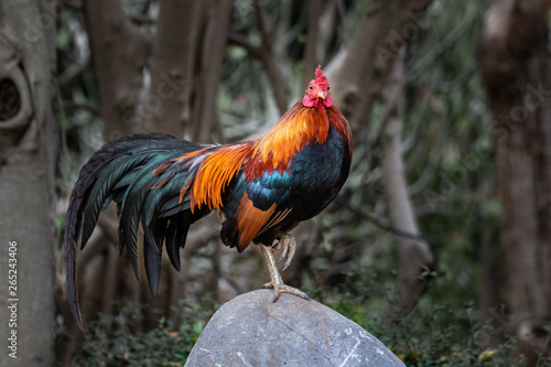 Bantam, Gallus, Domestic Fowl.