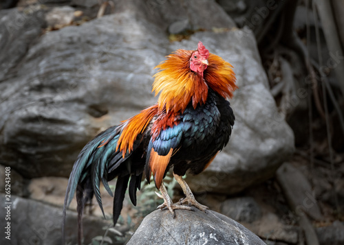Bantam, Gallus, Domestic Fowl.
