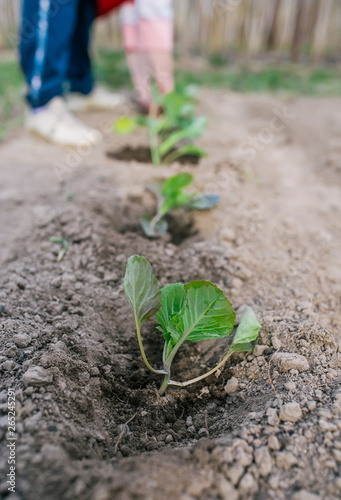 Female gardener planting cabbage in ground
