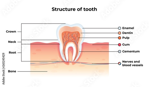 Flat Banner Vector Structure Tooth Infographics.