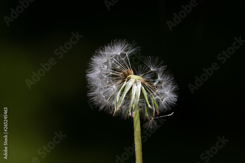 Close up of isolated dandelion blow ball