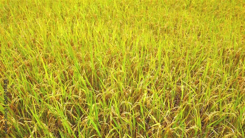 Panning shot of Golden rice fields plantation for human food Panning shot of Golden rice fields plantation for human food