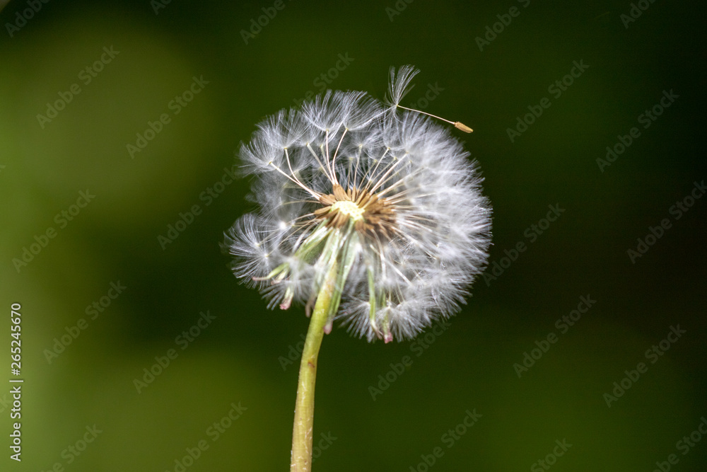 Fototapeta premium Close up of an blow ball