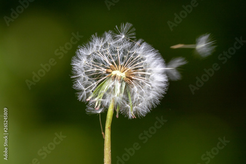 dandelion on green background