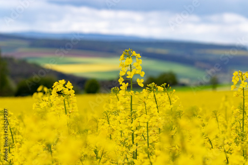 Yellow blooming rape plants on an agricultural fields