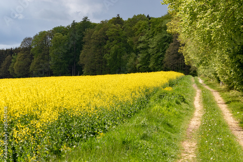 Yellow blooming rape field beside a forest in may 