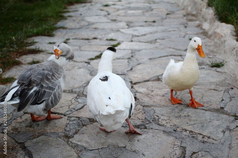 goose on the road goose on the road