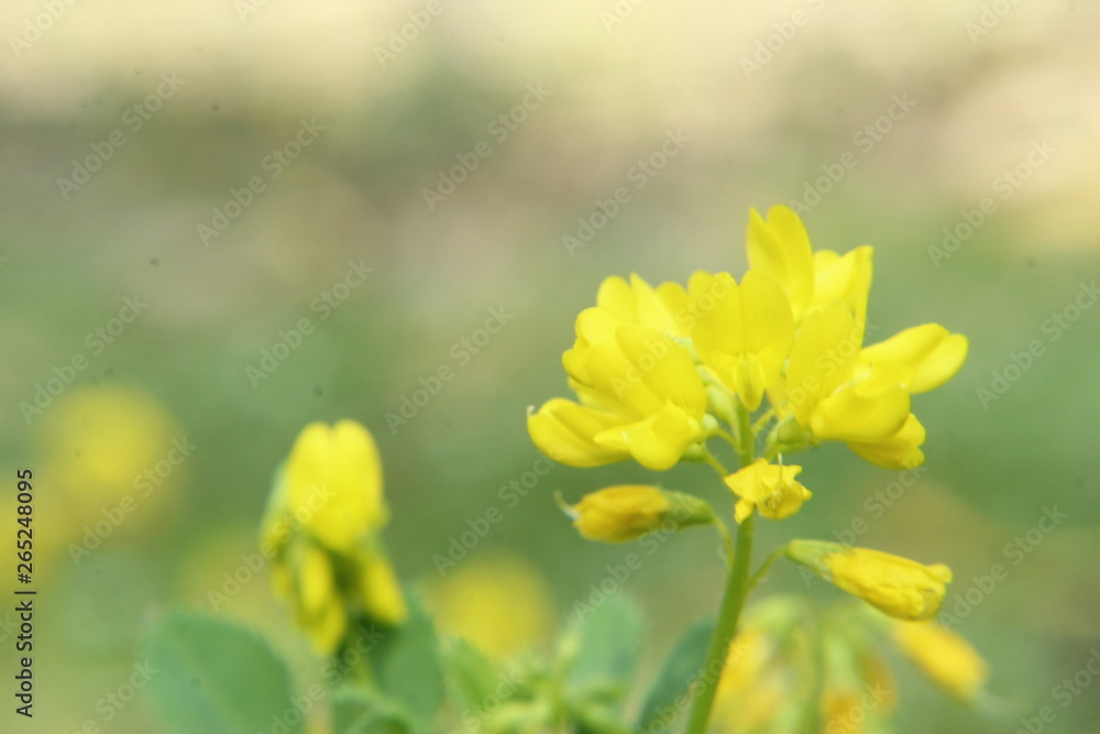 Fresh Green Fenugreek (Trigonella foenum-graecum) field , Fenugreek also known as Greek hay, Greek clover, bird's foot, fenugrec, hu lu ba, trigonella and bockshornklee. Fresh Green Fenugreek (Trigonella foenum-graecum) field , Fenugreek also known as Greek hay, Greek clover, bird's foot, fenugrec, hu lu ba, trigonella and bockshornklee.
