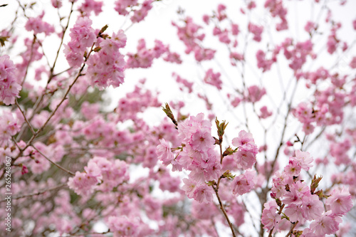 Wallpaper Mural 桜 Torontodigital.ca