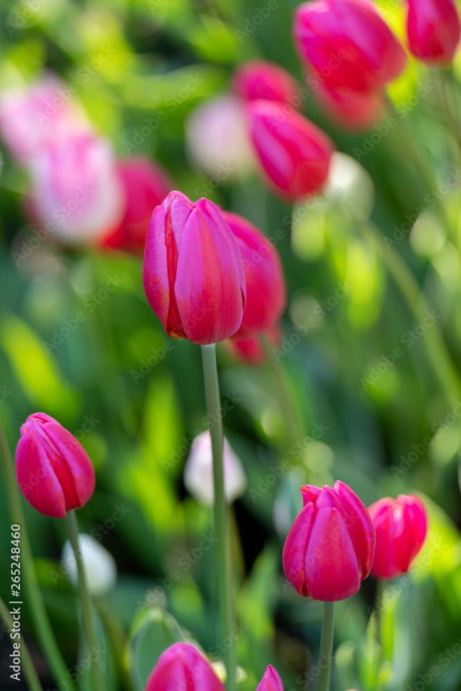 Various Color Tulips in Garden