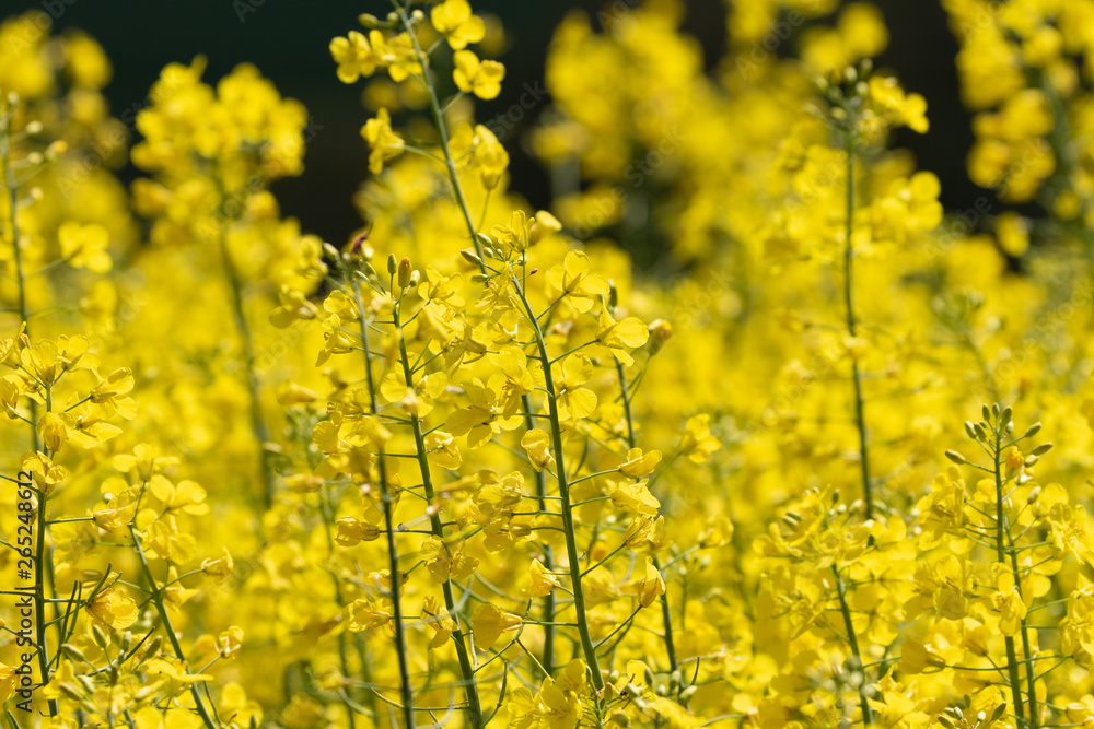 Several rape plants on an agricultural field Several rape plants on an agricultural field