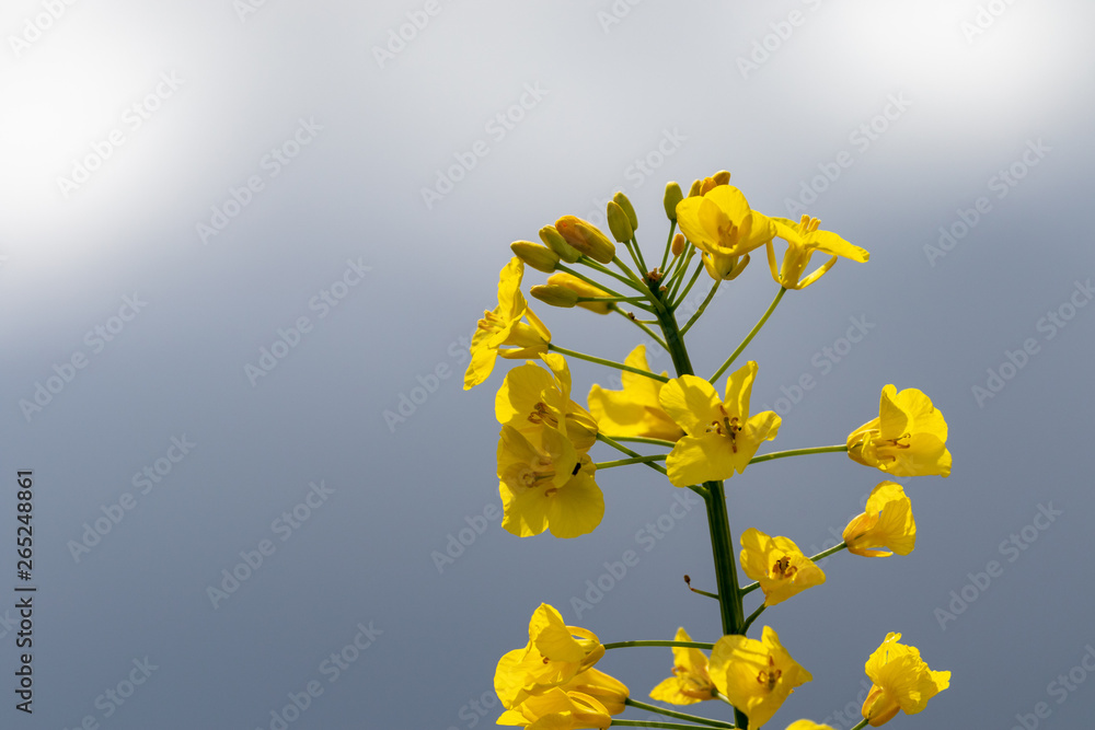 Close up of yellow blooming rape plant