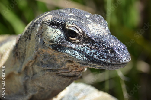closeup lizard goanna Komodo dragon lace monitor © Alexandra Griffiths