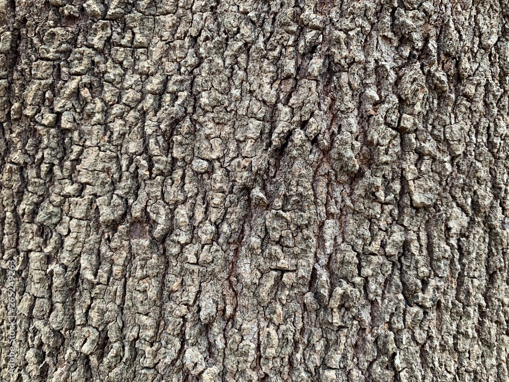 Fondo y textura de tronco del árbol de tamarindo Fondo y textura de tronco del árbol de tamarindo