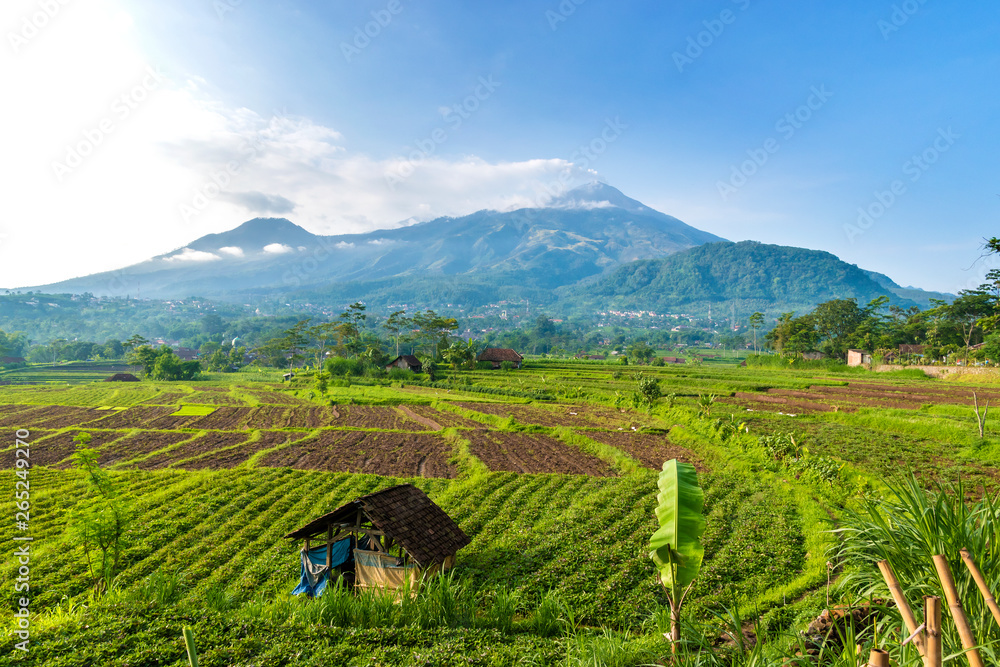 Rice fields and vegetable gardens in the mountains