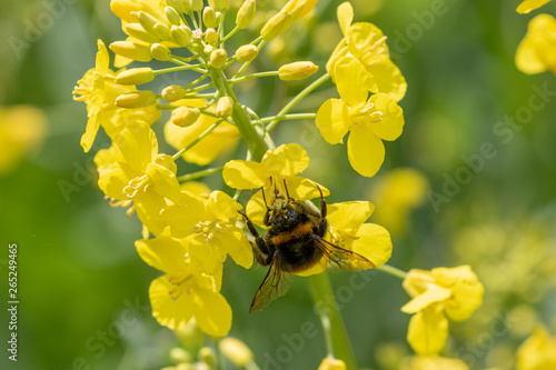 bumblebee on yellow blowing rape