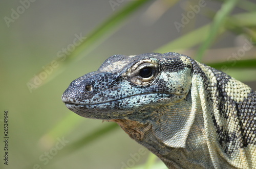 lizard close up goanna blue scales lace monitor Komodo dragon side on