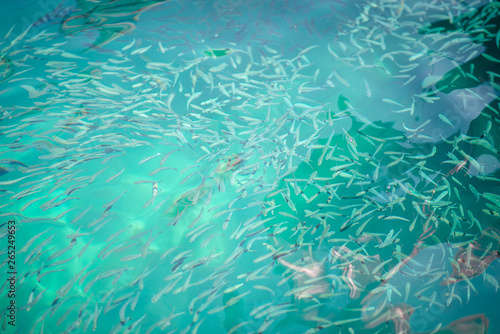 Fish in clear water, clear water in Koh Nang Yuan