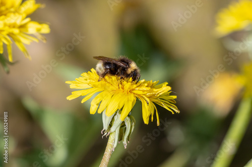 Bumblebee sarching for pollen on a yellow blooming dandelion