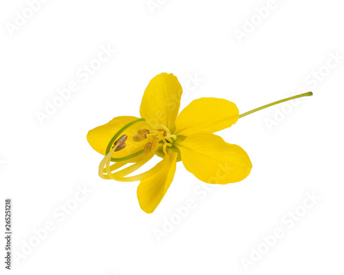 Cassia Flower isolated on white background.